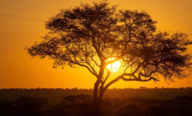 tree, tanzania, landscape, nature, sundown, serengeti, africa, serengeti, serengeti, serengeti, serengeti, serengeti