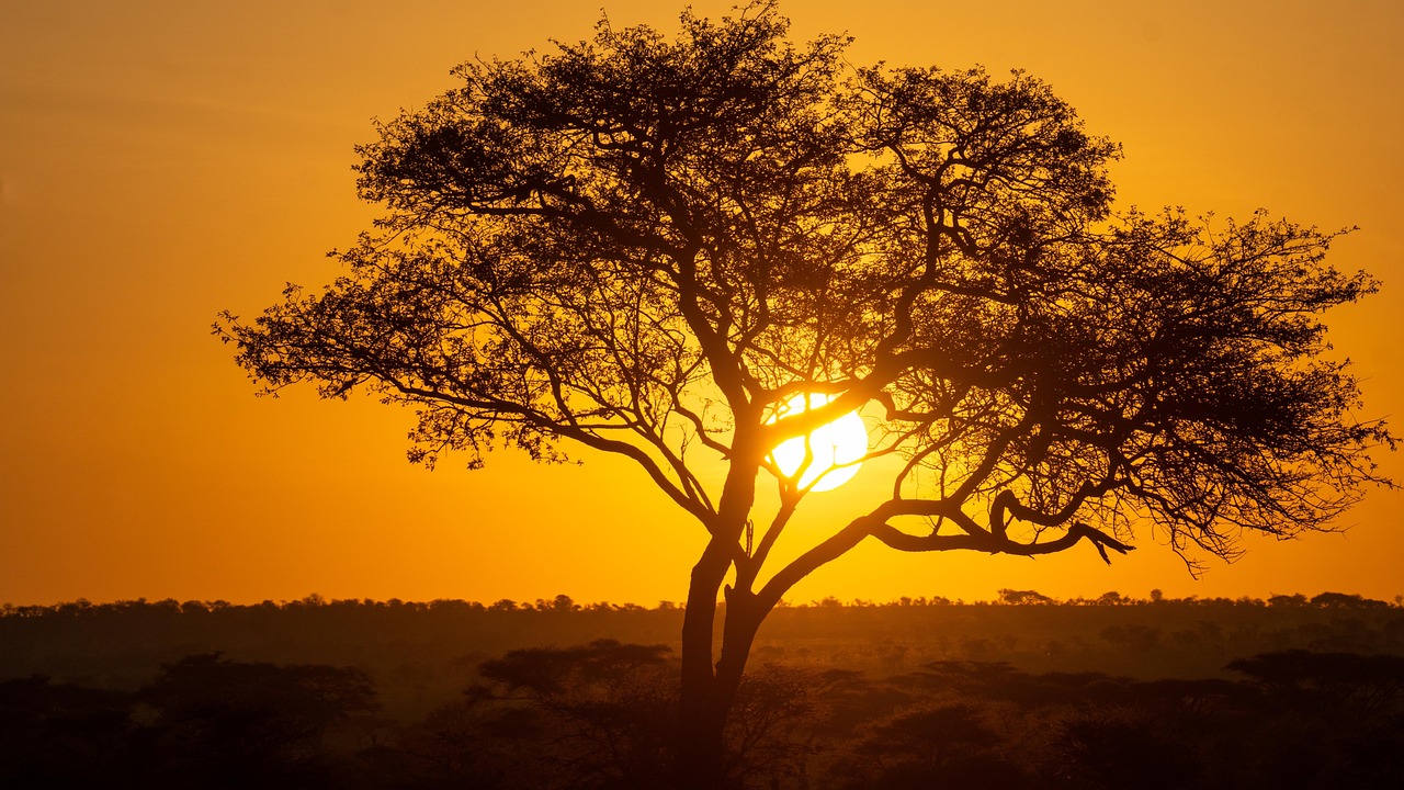 tree, tanzania, landscape, nature, sundown, serengeti, africa, serengeti, serengeti, serengeti, serengeti, serengeti