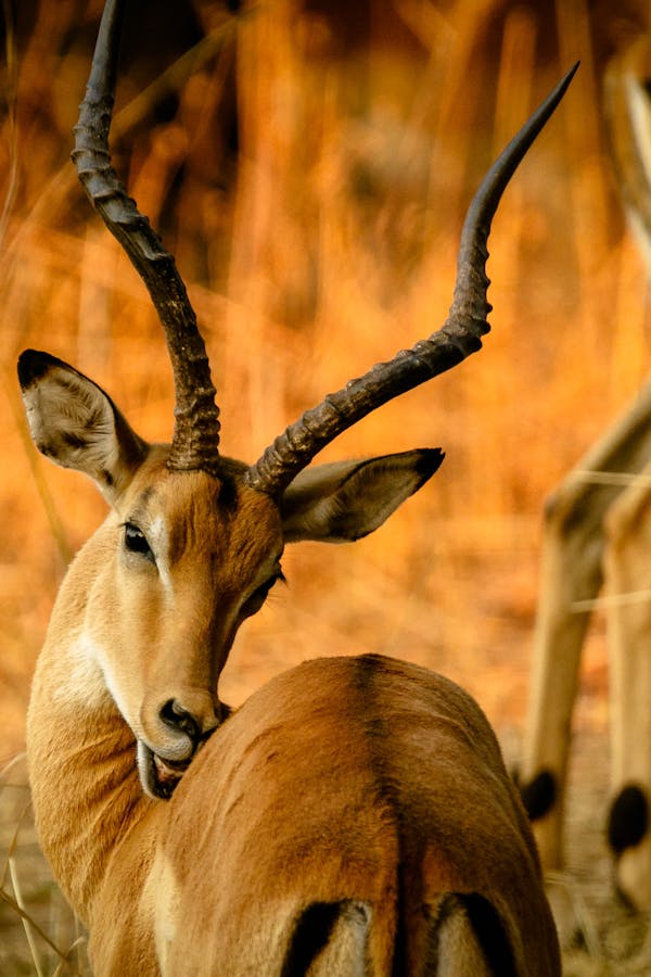 pexels photo 1109896