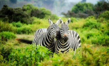 Two zebras in vibrant greenery showcasing African wildlife in their natural habitat.