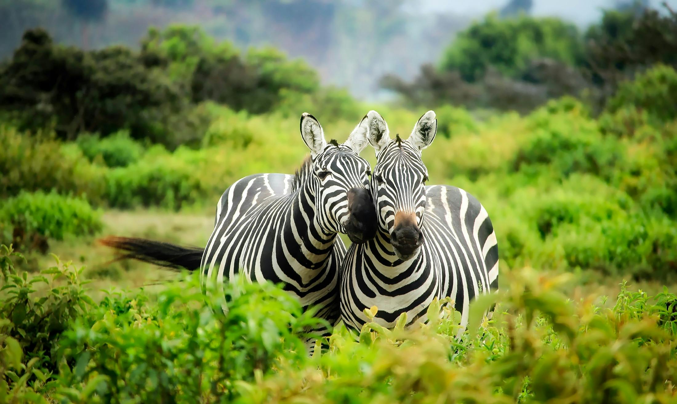 Two zebras in vibrant greenery showcasing African wildlife in their natural habitat.